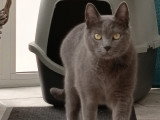 Pilou, chat de type Chartreux à adopter en association