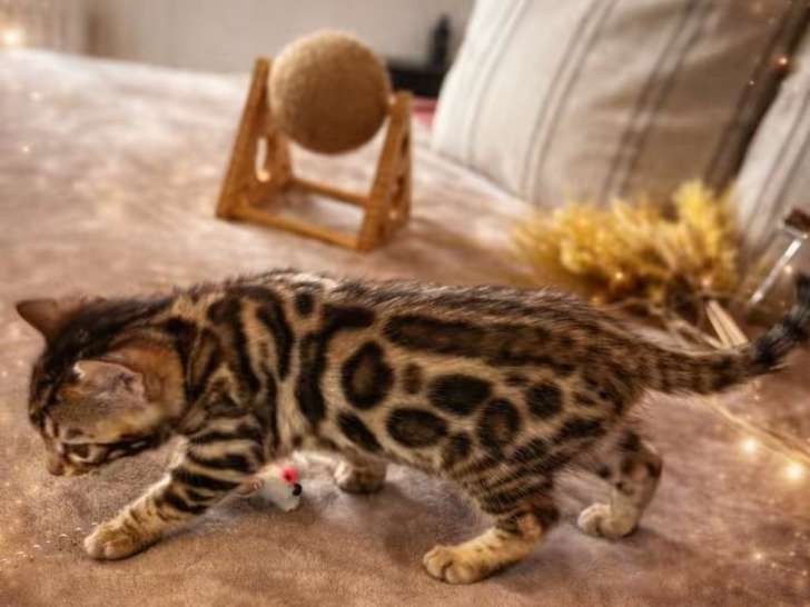 Chatons Bengal à vendre
