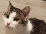 En attente d'adoption : chat tigré blanc de 2 ans