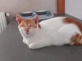 En quête d'un foyer : chat roux et blanc de 2 ans