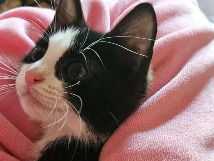 En attente d'un foyer : chaton mâle noir et blanc de 3 mois