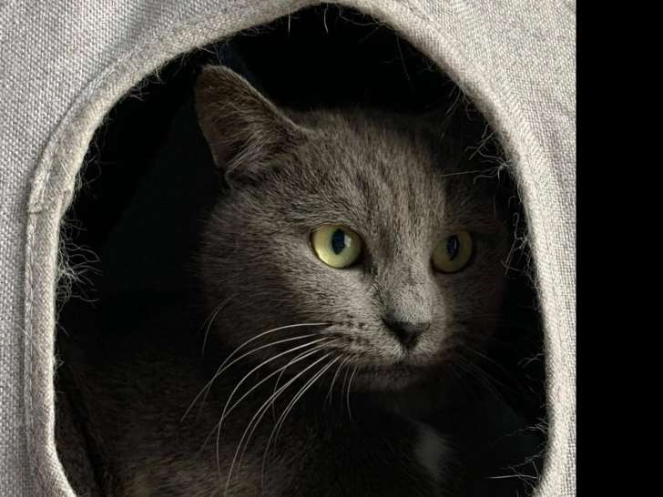 Prête pour l'adoption : chatte grise d'un an