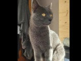 Disponible à l'adoption : chat gris de 2 ans