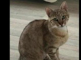En attente d'adoption : chat tigré de 2 ans