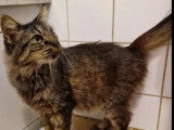 En attente d'un foyer : chatte tigrée de 6 ans