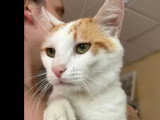 À accueillir : chat roux et blanc de 2 ans