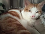 Prêt pour l'adoption : chat roux et blanc de 2 ans