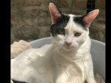 En quête d'un foyer : chatte noire et blanche de 3 ans