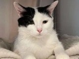 En quête d'un foyer : chatte noire et blanche de 3 ans