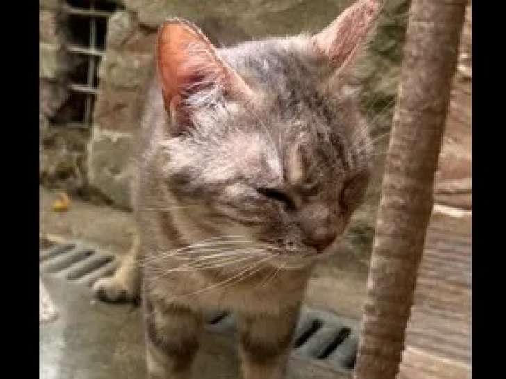 À adopter : chat tigré de 11 ans
