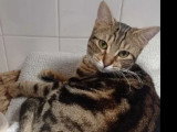 Disponible à l'adoption : chatte tigrée d'un an