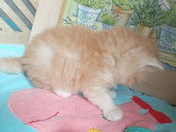 Chatons British Shorthair à vendre