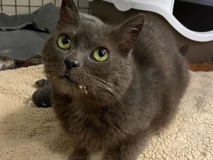 En attente d'un foyer : chatte grise de 10 ans