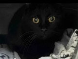 En quête d'un foyer : chatte noire de 5 ans
