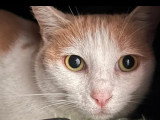 Adoption disponible : chatte rousse et blanche  d'un an