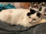 En attente d'adoption : chatte noire et blanche de 14 ans