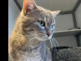 À adopter : chat tigré gris de 7 ans