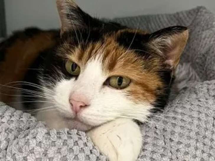 En attente d'un foyer : chatte tricolore de 9 ans