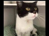En quête d'un foyer : chatte noire et blanche de 17 ans