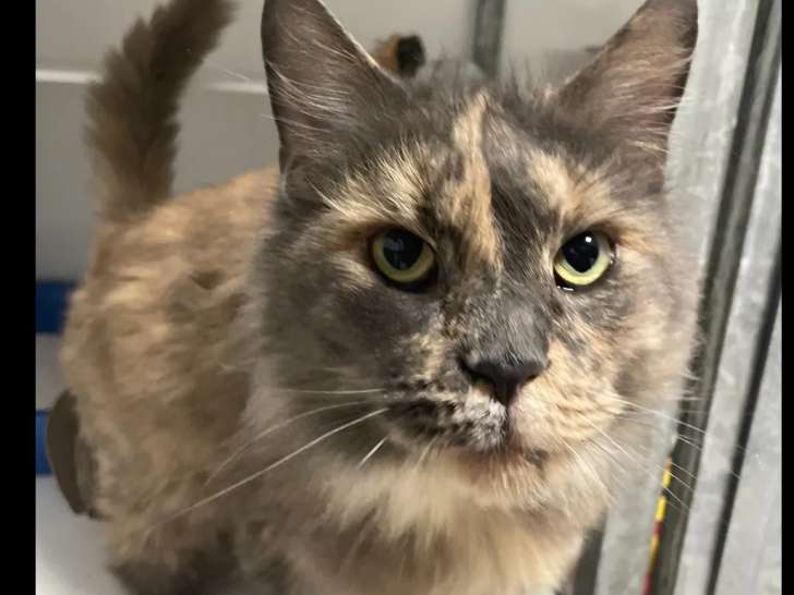 Disponible à l'adoption : chat Maine Coon écaille de tortue de 5 ans