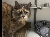 Disponible à l'adoption : chat Maine Coon écaille de tortue de 5 ans