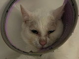 Adoption disponible : chat blanc de 9 ans