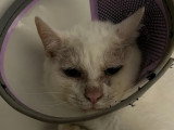 Adoption disponible : chat blanc de 9 ans