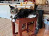 Mâle Maine Coon LOOF disponible pour saillie