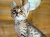 Chatons Savannah haut de gamme à vendre