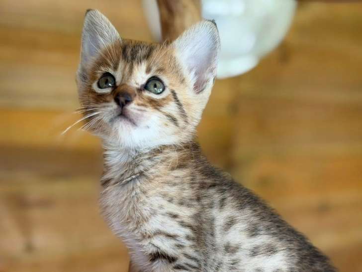 Chatons Savannah haut de gamme à vendre