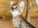 Chatons Savannah haut de gamme à vendre