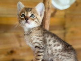 Chatons Savannah haut de gamme à vendre