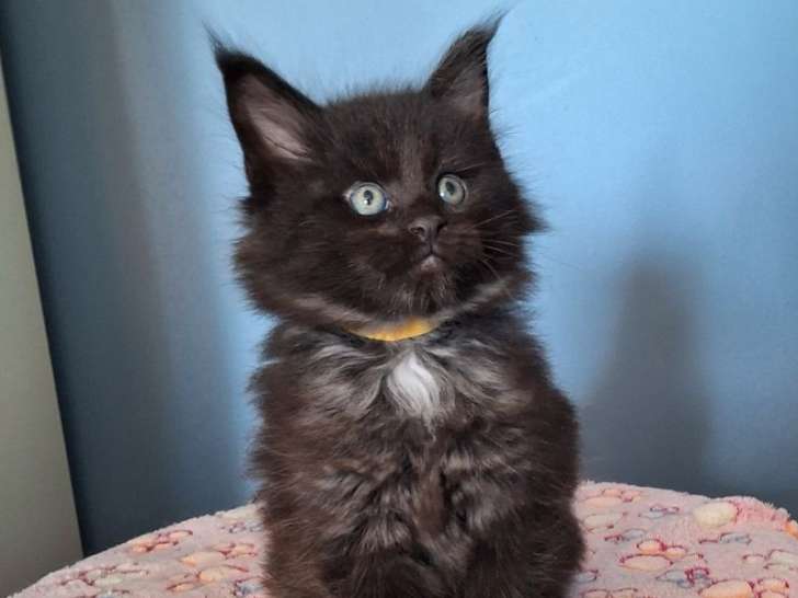 Portée de 6 chatons Maine Coon LOOF nés en février 2026 à réserver