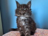 Portée de 6 chatons Maine Coon LOOF nés en février 2026 à réserver