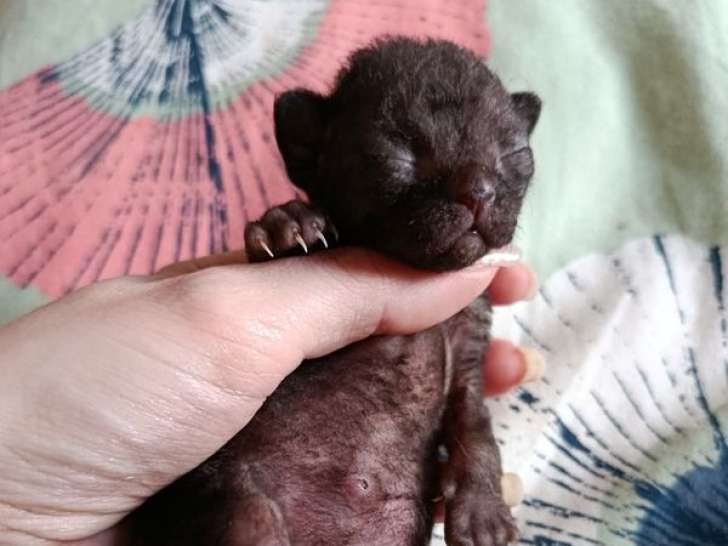 Portée Devon Rex 3 chatons LOOF nés mars 2026 à réserver