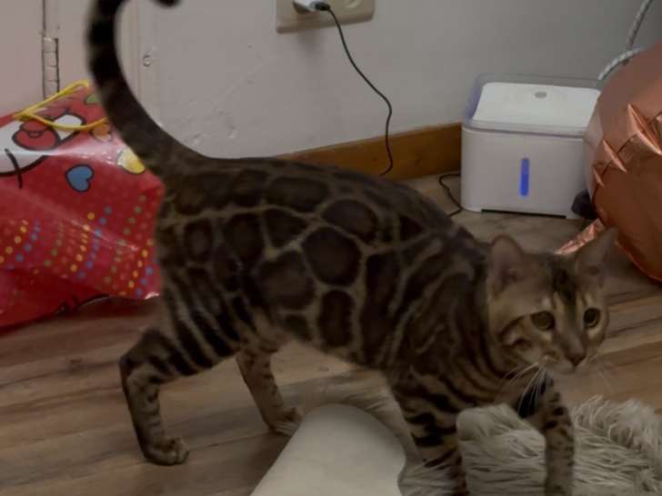 Chatons Bengal d’exception à vendre