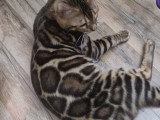 Chatons Bengal d’exception à vendre