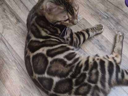 Dernière deux femelle disponible dans une porte de six chaton ‼️‼️‼️‼️‼️‼️‼️‼️‼️‼️