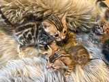 Chatons Bengal d’exception à vendre