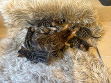 Chatons Bengal d’exception à vendre