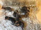 Chatons Bengal d’exception à vendre