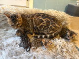 Chatons Bengal d’exception à vendre