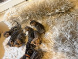 Chatons Bengal d’exception à vendre