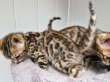 Chatons Bengal d’exception à vendre