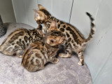 Chatons Bengal d’exception à vendre