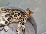 Dernière deux femelle disponible dans une porte de six chaton ‼️‼️‼️‼️‼️‼️‼️‼️‼️‼️