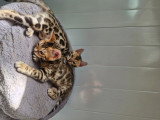 Dernière deux femelle disponible dans une porte de six chaton ‼️‼️‼️‼️‼️‼️‼️‼️‼️‼️