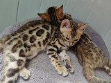 Dernière deux femelle disponible dans une porte de six chaton ‼️‼️‼️‼️‼️‼️‼️‼️‼️‼️