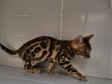 Dernière deux femelle disponible dans une porte de six chaton ‼️‼️‼️‼️‼️‼️‼️‼️‼️‼️