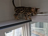 Dernière deux femelle disponible dans une porte de six chaton ‼️‼️‼️‼️‼️‼️‼️‼️‼️‼️